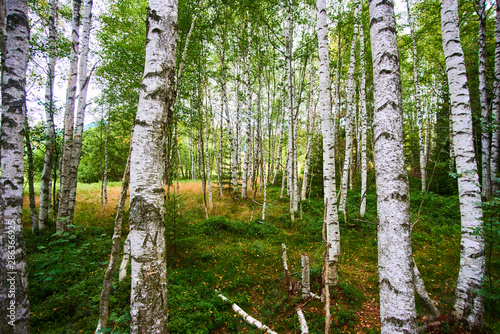 Fototapeta Naklejka Na Ścianę i Meble -  Summer birch forest in Chalupska moor, National Park Sumava (Bohemian forest), Czech Republic