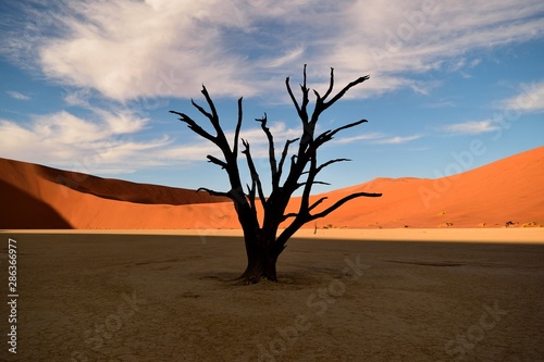 Dead tree in the desert © Francisco