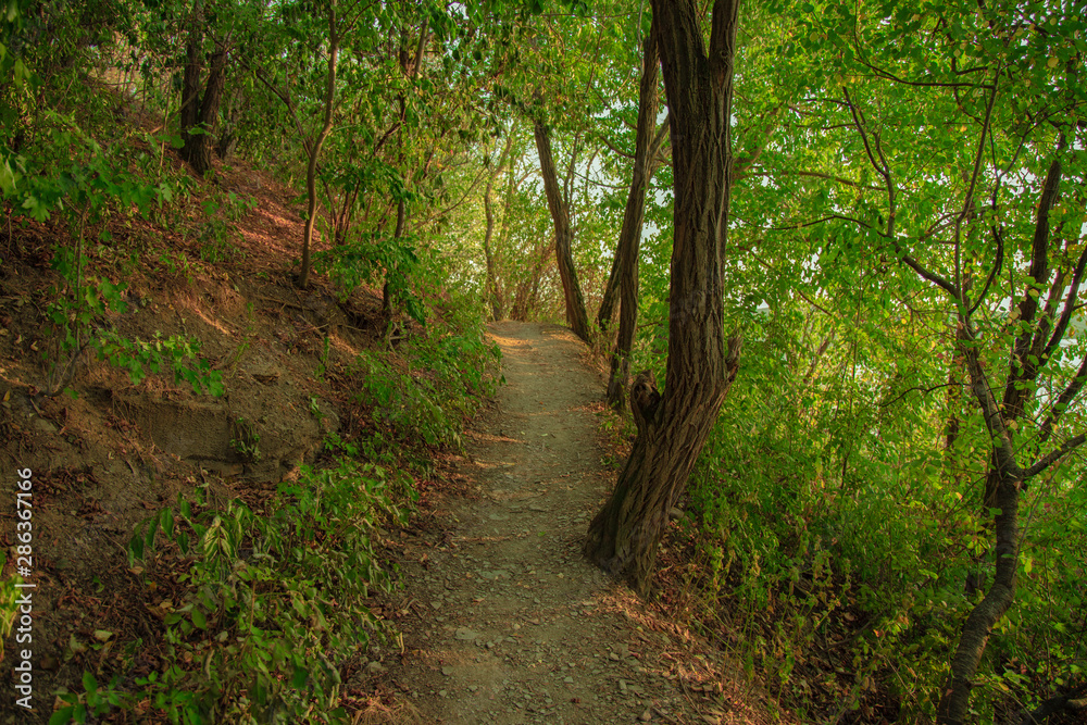 Naklejka premium green forest scenic landscape natural calm environment with narrow lonely curved trail between trees branches and leaves