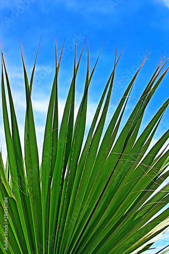 Leaf of a palm tree against the clear blue sky