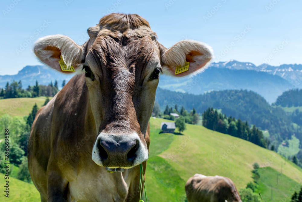 Brown cow in Alps mountains, Switzerland Brown cow in Alps mountains, Switzerland