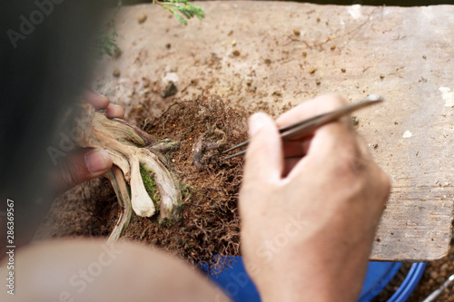 Top view Making bonsai trees, The process of scraping soil from the roots and Root pruning To prepare to change pots, Making of bonsai trees. Handmade accessories wire and scissor, Concept Bonsai tree