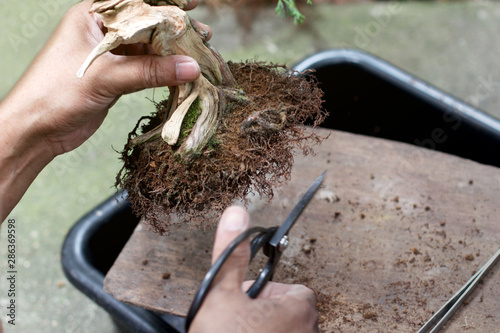 Top view Making bonsai trees, The process of scraping soil from the roots and Root pruning To prepare to change pots, Making of bonsai trees. Handmade accessories wire and scissor, Concept Bonsai tree