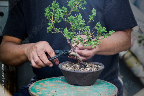 Making of bonsai trees, Handmade accessories wire and scissor bonsai tools, stand of bonsai, Concept Bonsai tree.