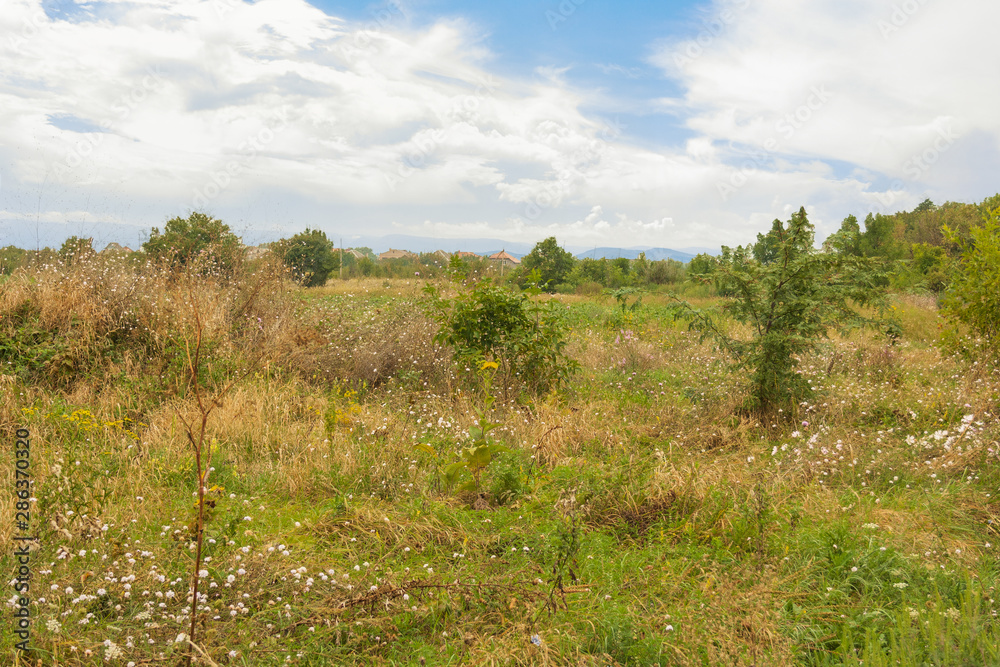 Landscape of the countryside, field overgrown with weeds and shrubs Landscape of the countryside, field overgrown with weeds and shrubs