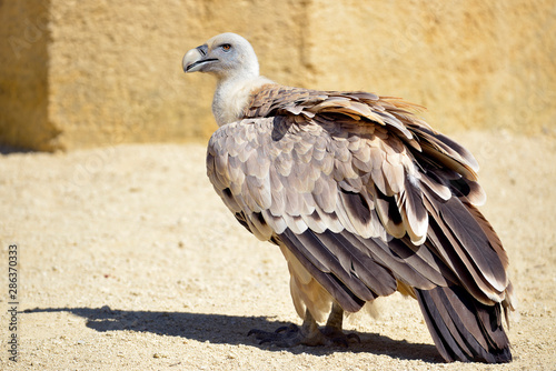 Closeup of griffon vulture  Gyps fulvus  on ground 