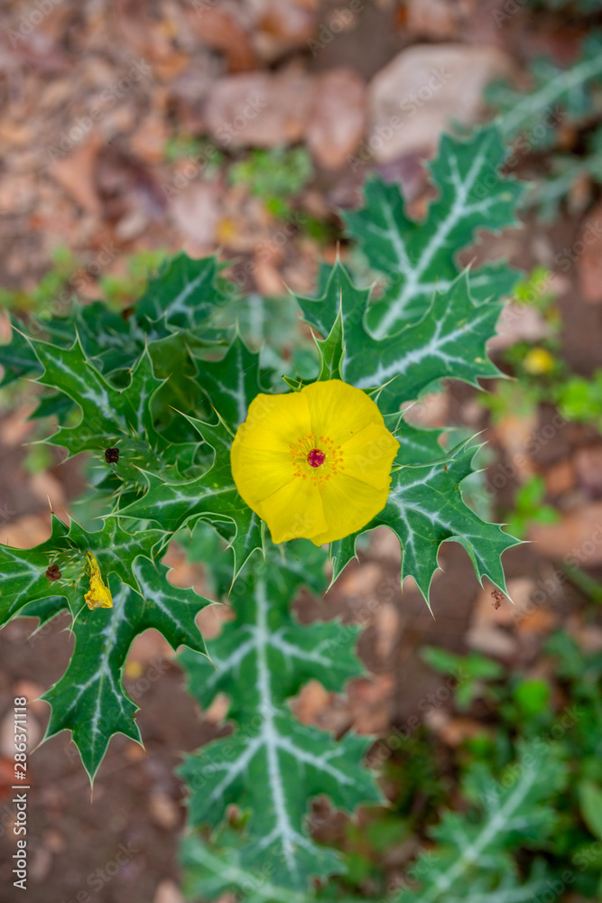 Yellow Wild Flower, Shaymnagar, Sthkhira, Bangladesh Yellow Wild Flower, Shaymnagar, Sthkhira, Bangladesh