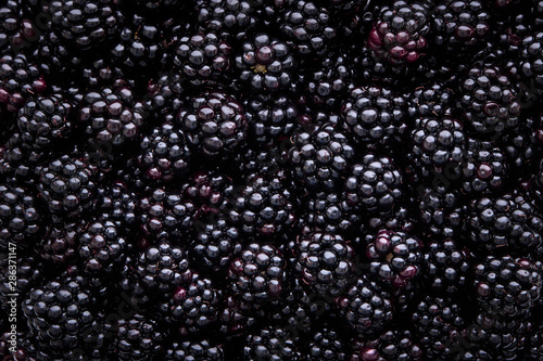 Close up of shiny, freshly picked blackberries photo