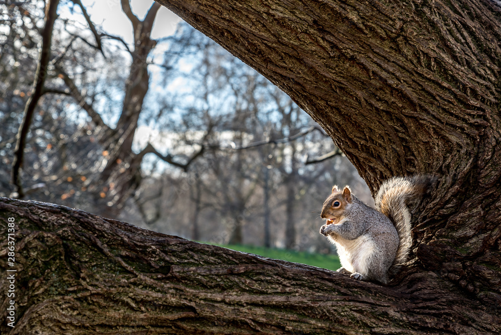 Obraz premium Wiewiórka