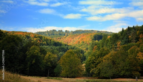 Fototapeta Naklejka Na Ścianę i Meble -  landscape with yellowed trees