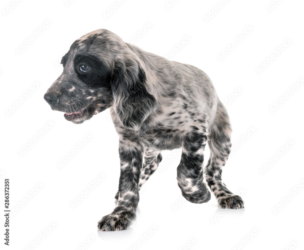 Obraz premium puppy english setter