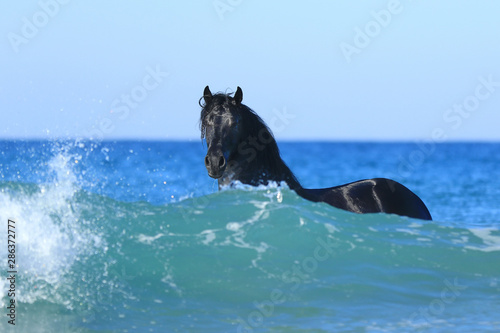 Friesenpferd beim Baden