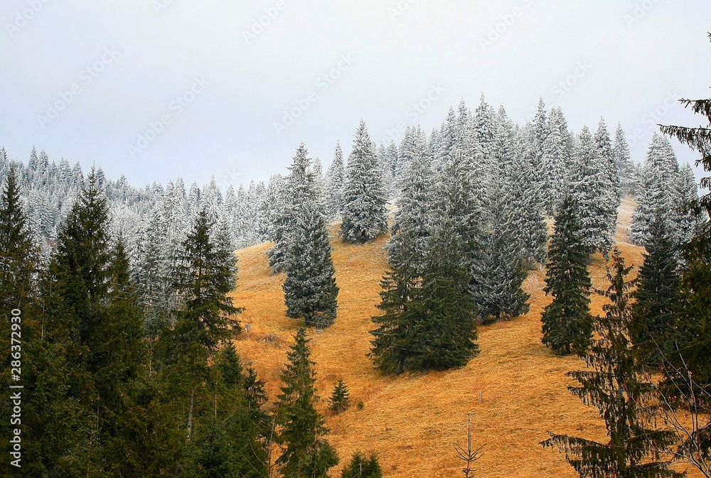 frozen trees on the top of the mountain frozen trees on the top of the mountain