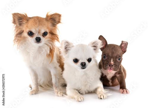 puppy american bully and chihuahuas