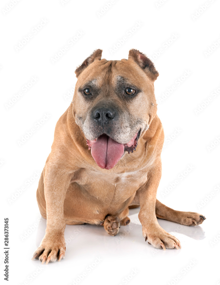 old american staffordshire terrier