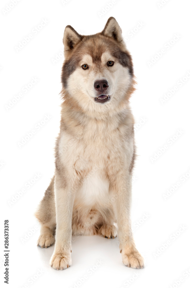 siberian husky in studio siberian husky in studio