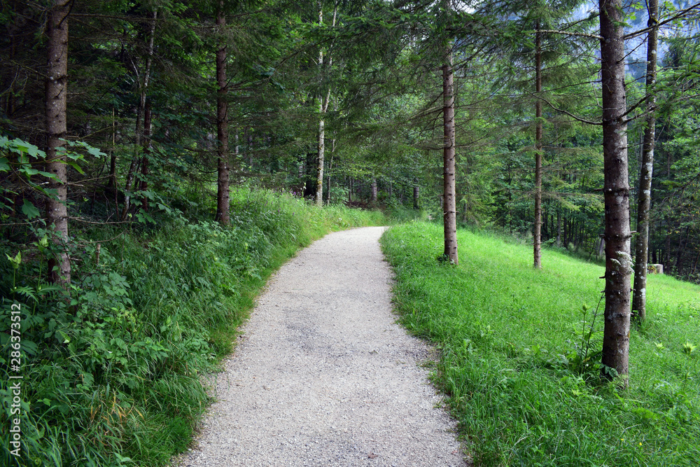 Fototapeta premium path in forest