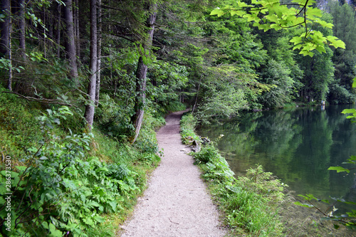 path in the forest