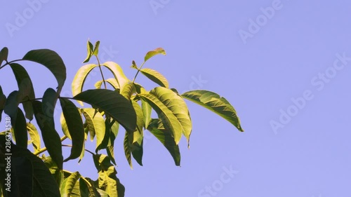 walnut tree abstract branches with leaves photo