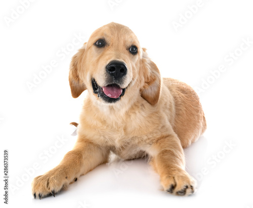 puppy golden retriever
