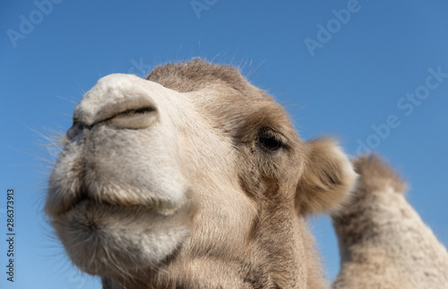 Bactrian camel close-up portrait with one of humps visible
