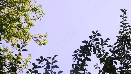 plumtree abstract branches with leaves photo