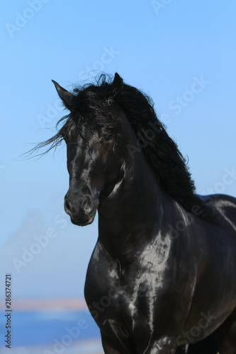 Schwarzes Pferd am Strand