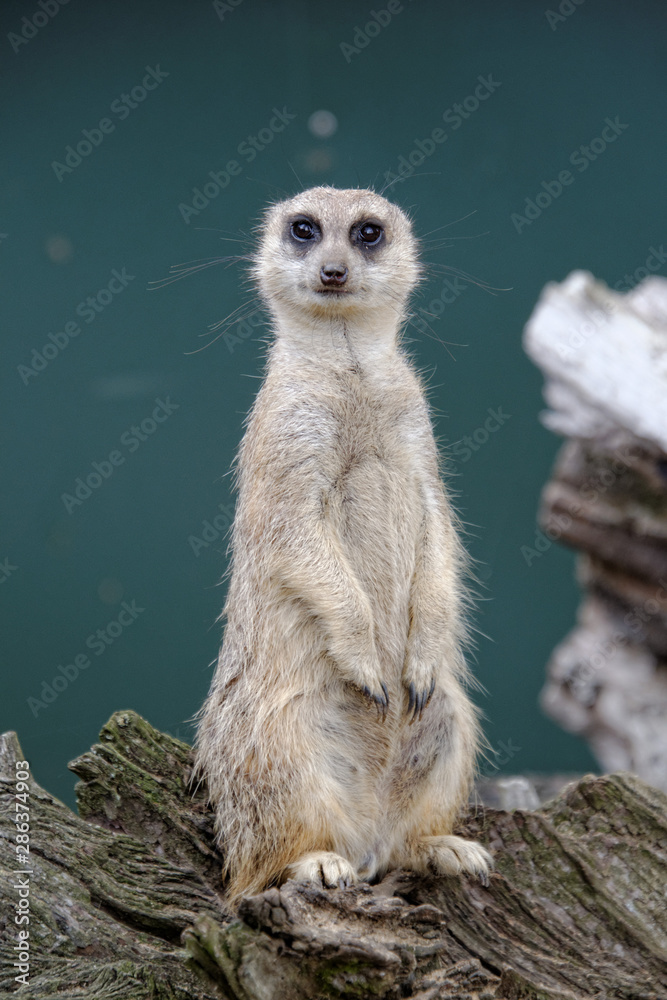 Fototapeta premium meerkat on guard