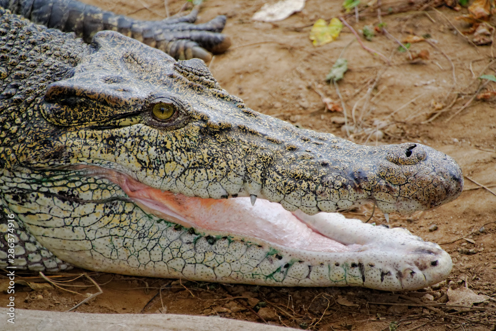 Obraz premium crocodile with mouth open