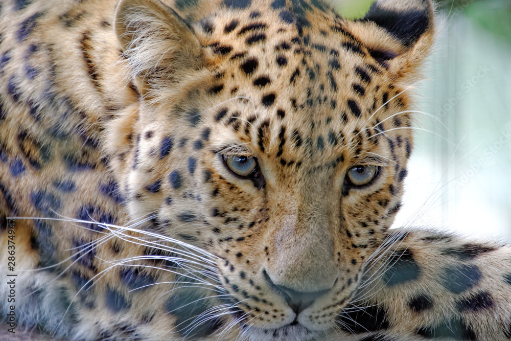 Naklejka premium portrait of a leopard