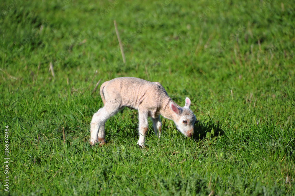 Obraz premium Very small lamb