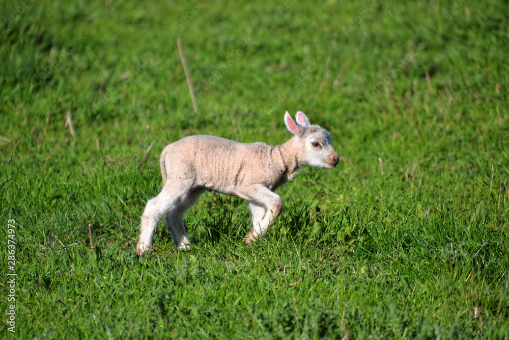 Obraz premium Very small lamb