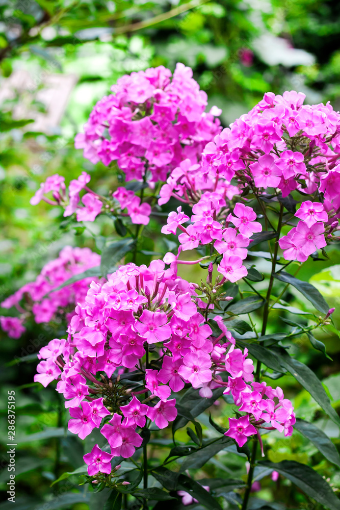 Purple garden Phlox closeup on green garden background Purple garden Phlox closeup on green garden background