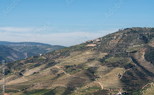 Fototapeta Naklejka Na Ścianę i Meble -  Terraces of grape vines for port wine production line the hillsides of the Douro valley in Portugal