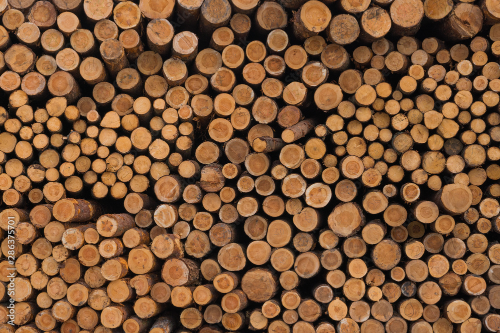 Wood on the snow. Warehouse logs against the bright sky. Lumber of pines. The texture of the rings of the tree. Wood on the snow. Warehouse logs against the bright sky. Lumber of pines. The texture of the rings of the tree.