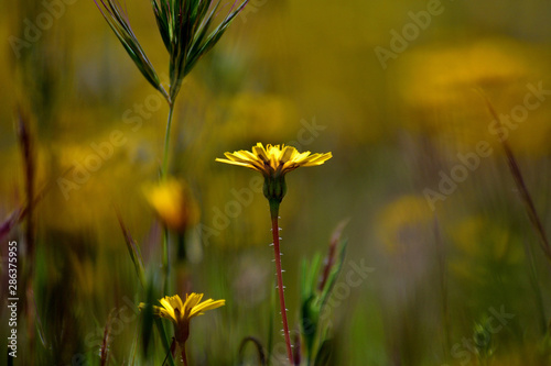 Fototapeta Naklejka Na Ścianę i Meble -  yellow flowers on green background