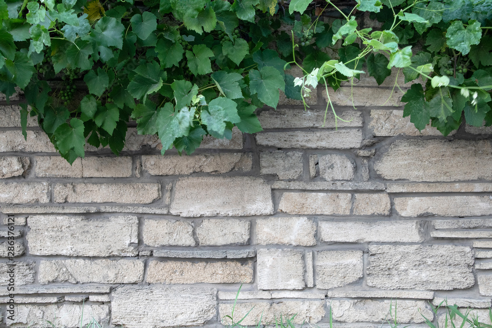 Stone wall with a vine branch on top