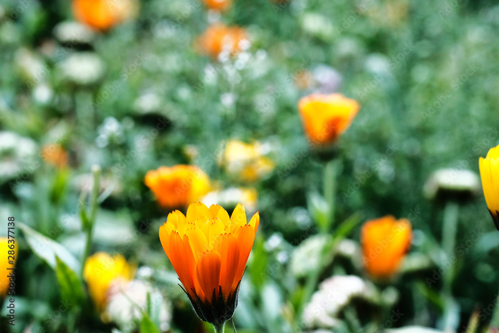 bright orange marigold flowers on a background of green leaves in the garden bright orange marigold flowers on a background of green leaves in the garden