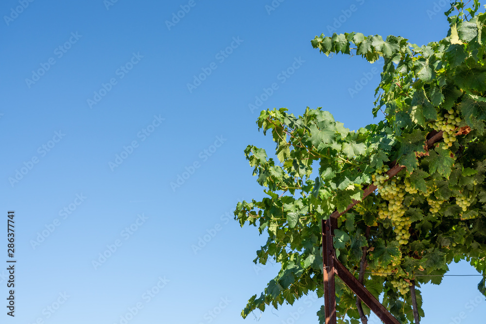 Bunches of green grapes for wine production line the hillsides of the Douro valley in Portugal Bunches of green grapes for wine production line the hillsides of the Douro valley in Portugal