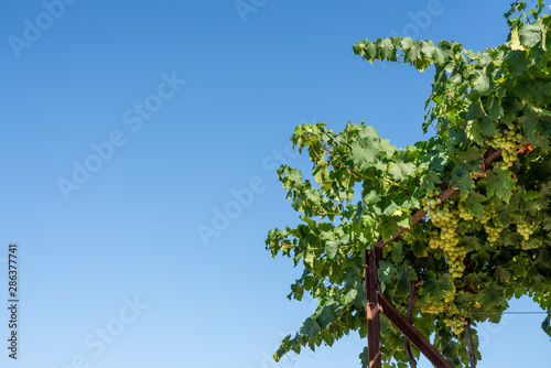 Bunches of green grapes for wine production line the hillsides of the Douro valley in Portugal
