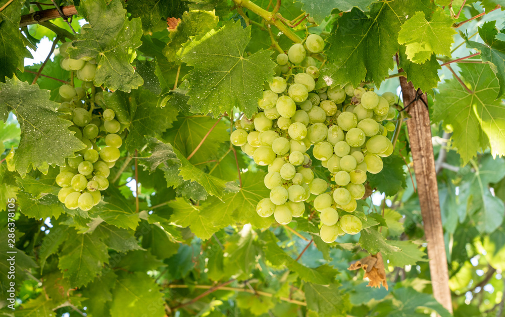 Bunches of green grapes for wine production line the hillsides of the Douro valley in Portugal Bunches of green grapes for wine production line the hillsides of the Douro valley in Portugal