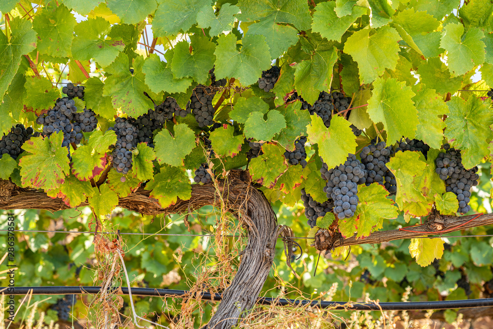 Naklejka premium Bunches of black or red grapes for port wine production line the hillsides of the Douro valley in Portugal