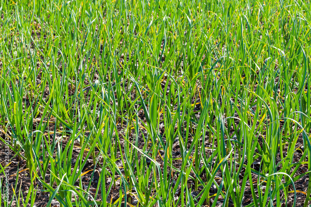 Garlic sprouts background Garlic sprouts background