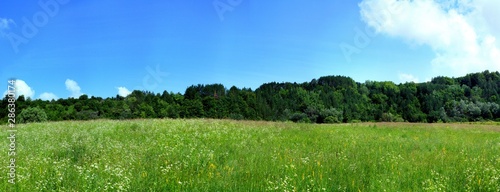 panoramic landscape on a field with grass and sky and green forest