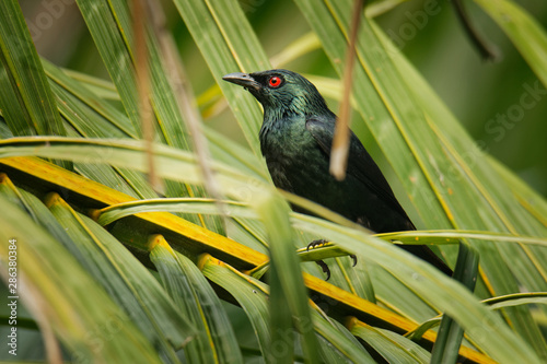 Photography Asian Glossy Starling - Aplonis panayensis red eye bird in the family Sturnidae,