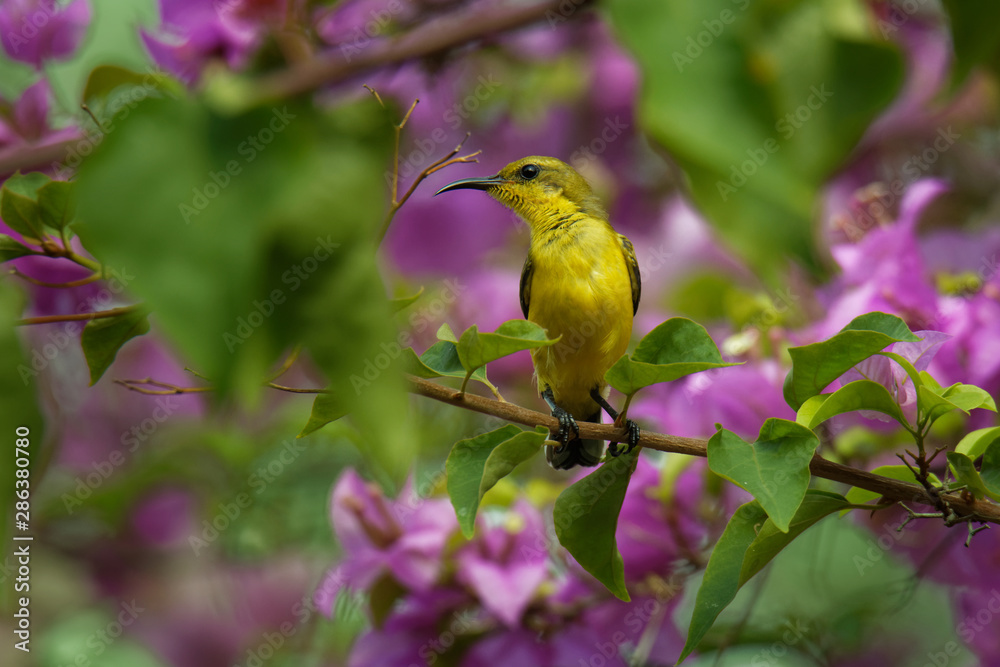 Fototapeta premium Olive-backed sunbird - Cinnyris jugularis, also known as the yellow-bellied sunbird, is a southern Far Eastern species of sunbird. Hanging nest in the bush with sitting parent