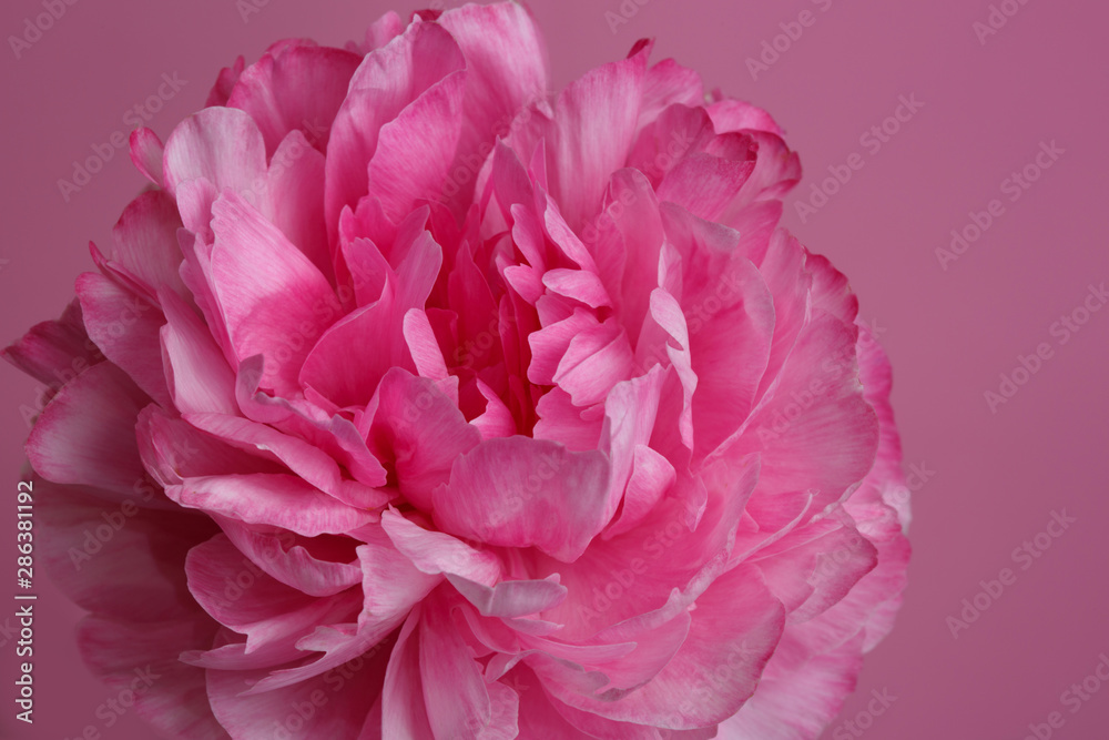 Pink peony isolated on a pink background, close-up.