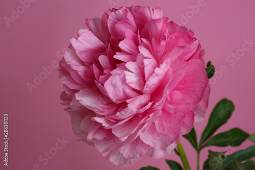 Pink peony isolated on a pink background.