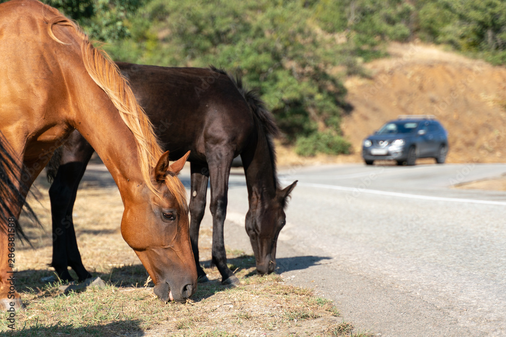 Obraz premium Horses graze on the edge of a mountain road