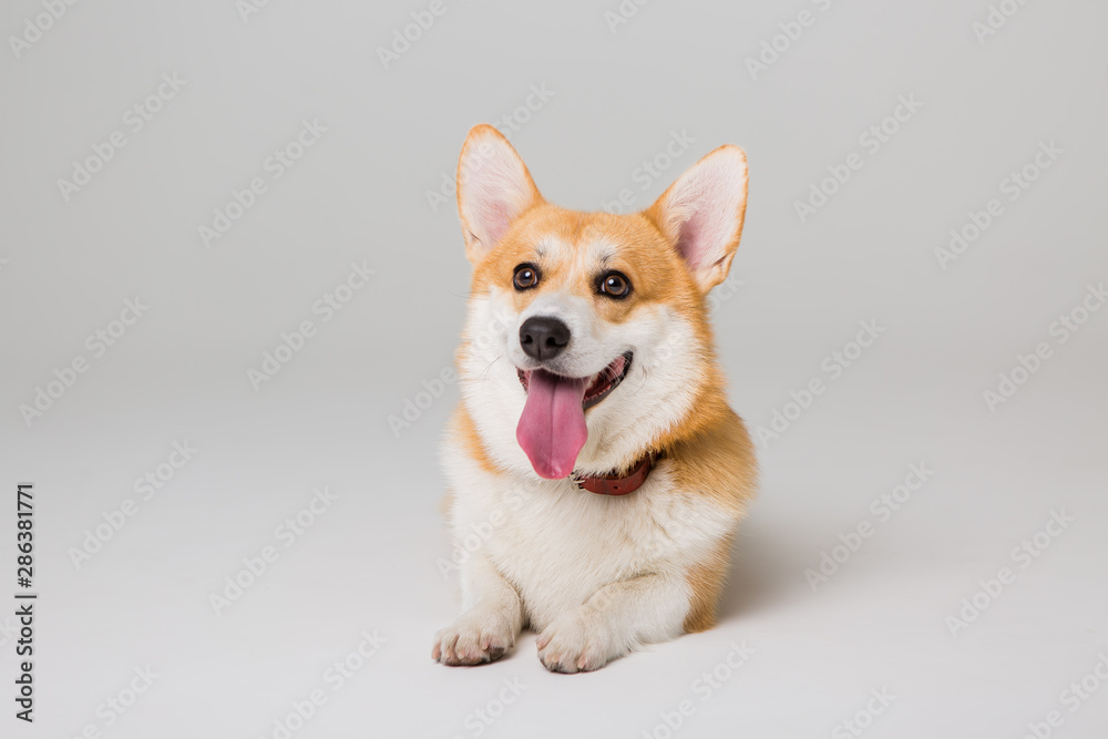 small dog sits with his tongue sticking out and looks at the camera